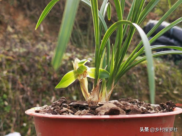 养好春兰关键的一点，很多人不知道，在种植时已决定了