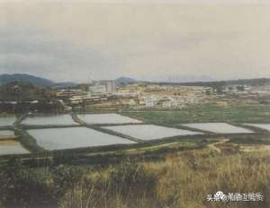 麻雀养殖基地(部队在深圳偏远的“猫颈田”建营区这里叫“景田”已成为黄金地段)