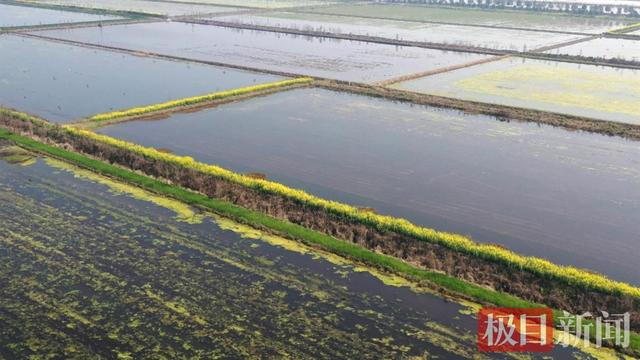 湖北江陵：独特养殖法让小龙虾抢先上市，产品热销一线城市