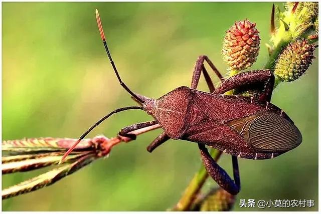 平乐农村这些常见的野货，你吃过几种？敢吃几种？