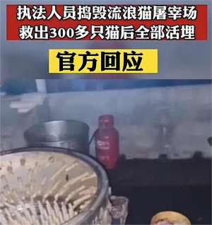 肉猫养殖场(执法人员捣毁流浪猫屠宰场，救出三百多只猫后全部无害化处理)