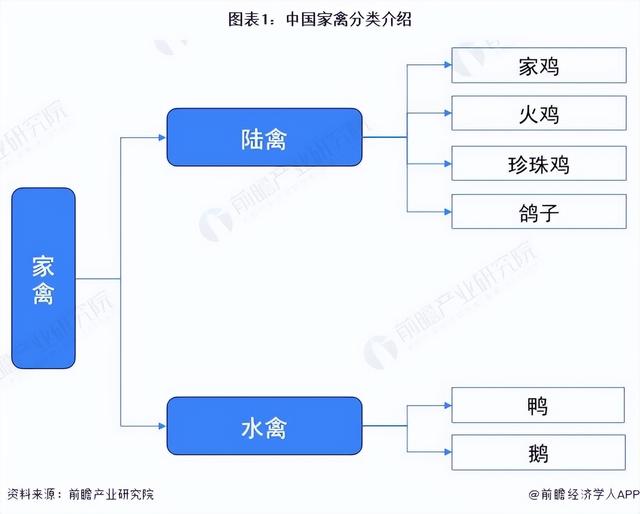 2022年中国家禽养殖行业发展现状分析 家禽养殖规模平稳发展