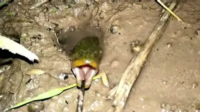 黄鳝，淡水水族中的小角色，凭什么成了直播时代的网红