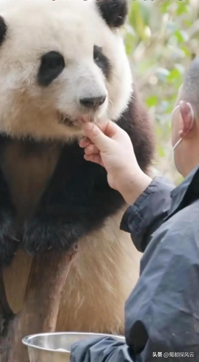 想找个成都大熊猫基地当花花们奶爸奶妈的工作？比想象的难多了！