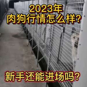 宠物狗养殖成本和效益(2023年肉狗土狗养殖行情怎么样？？？深度解析#狗狗)