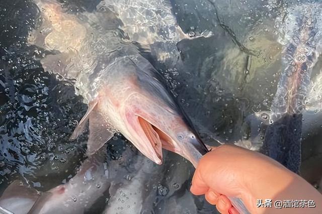 匙吻鲟生物学特性及科学高效的人工养殖技术