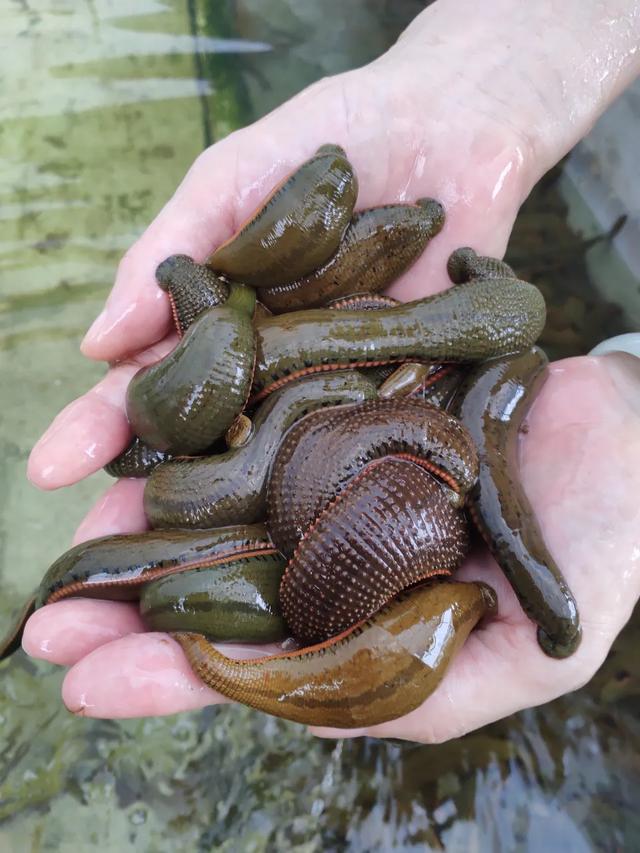 朝阳“蛭”业风生水起-——-广西三兴堂生物科技有限公司蜕变记