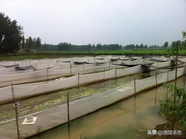 水蛭的生活习性，及其在静水池塘中运用网箱养殖的技术要点