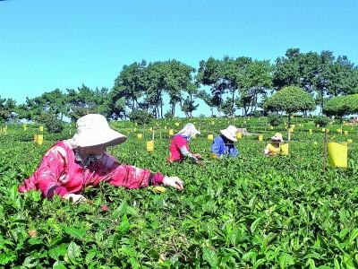 丰产增收落地生花 ——山东潍坊探索建设农业强市新路径