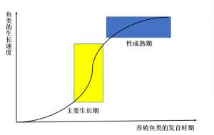 大黄鱼养殖周期(养殖条件下，鱼类怎样才能长得快？和这6个方面有很大关系)