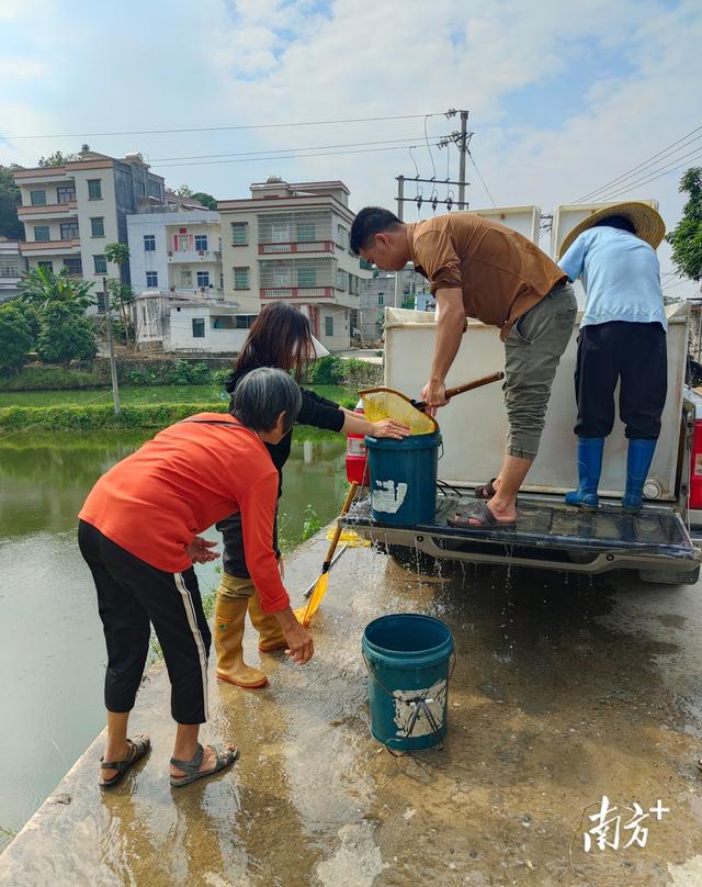 谢鸡镇鱼苗孵化年产值约5亿元，每年超10亿尾鱼苗游向全国