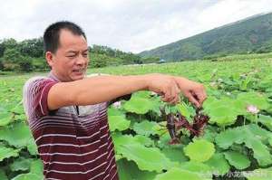 泥鳅小龙虾共养殖技术(藕田套养小龙虾技术要点总结，轻松达到莲藕和小龙虾双赢致富)