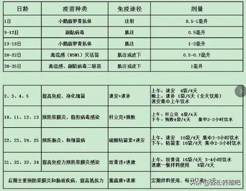 12年养鸭户干货分享：如何养好鸭，养鸭育雏中期注意事项