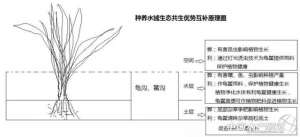 草龟养殖前景(种植结合养殖龟鳖是我国龟鳖养殖业的发展方向)