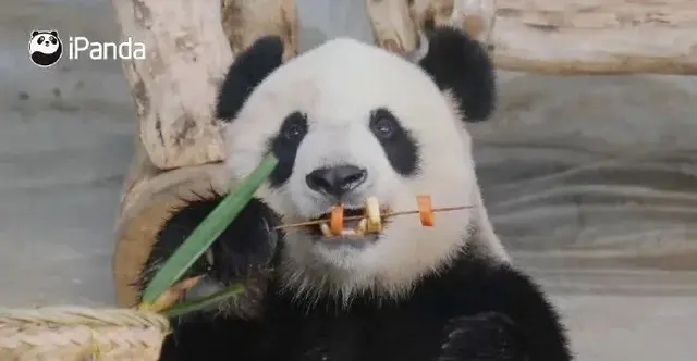 我是成都人，还能吃兔头吗？我妈常做奶汤野生鲫鱼，能吃不……牛蛙、火鸡、竹鼠，这些还能再吃吗？