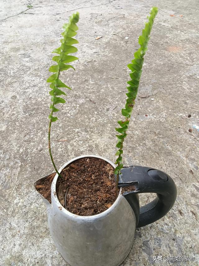 肾蕨盆栽的种植