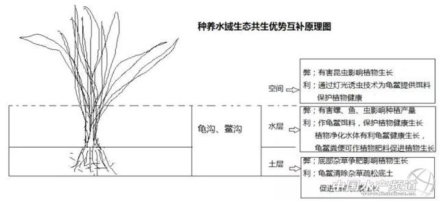 种植结合养殖龟鳖是我国龟鳖养殖业的发展方向