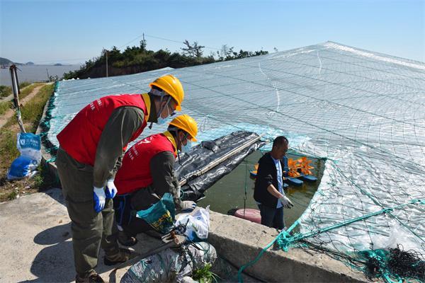 洞头区供电公司“红马甲”助力海岛对虾养殖增收致富