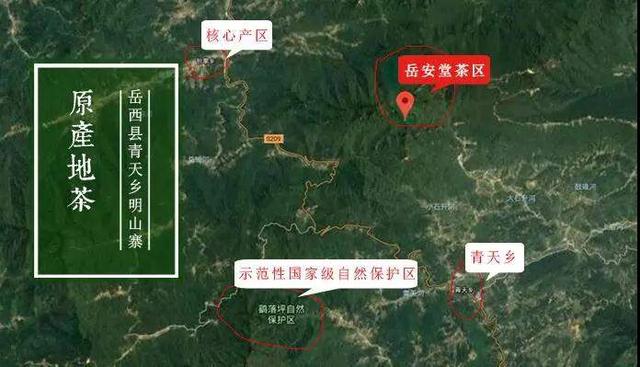 为什么岳西翠兰价格差距这么大？