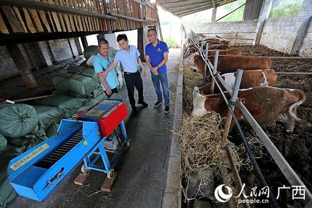 育肥牛能挣多少钱？书记给农户算了一笔账