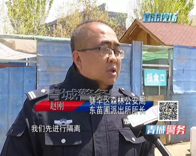 枝头惊现蓝孔雀 民警查获非法养殖点