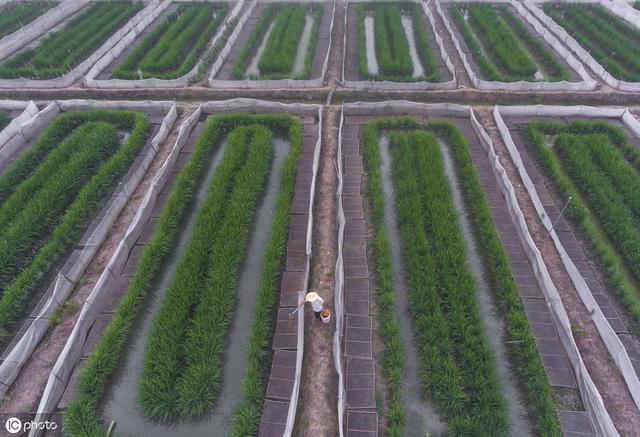 养殖青蛙还要种植青草，这4个优点是作为养殖做不得不考虑去尝试