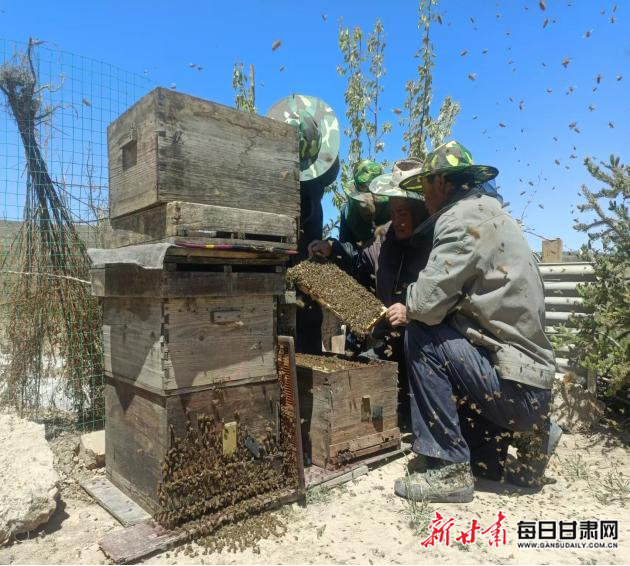 榆中：蜜蜂养殖促发展 甜蜜事业上心头