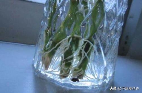 水培富贵竹怎么养？用“1招”快速生根，学“3点”再也不担心黄叶