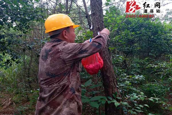 道县：“以虫治虫”释放3.2万个赤眼蜂卵卡防治马尾松毛虫