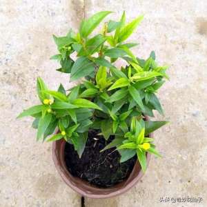 花仙子怎么养殖(高颜值家居装饰植物｜法国耐寒爬藤花卉香水茉莉花的简单养护方法)