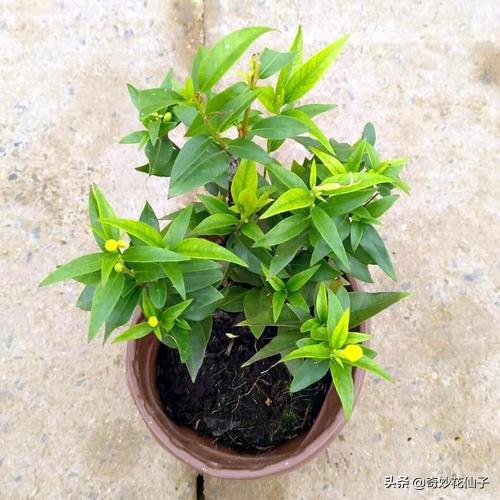 高颜值家居装饰植物｜法国耐寒爬藤花卉香水茉莉花的简单养护方法