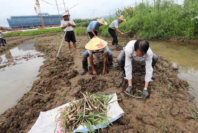 连城：种下“幸福草” 生态又富民