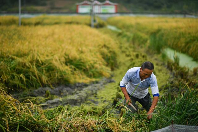 （新华全媒+）陕西汉中：稻渔综合种养助力稳粮增收