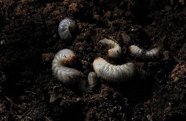 中国神虫进入美洲之后，成为了美洲本土生物的噩梦