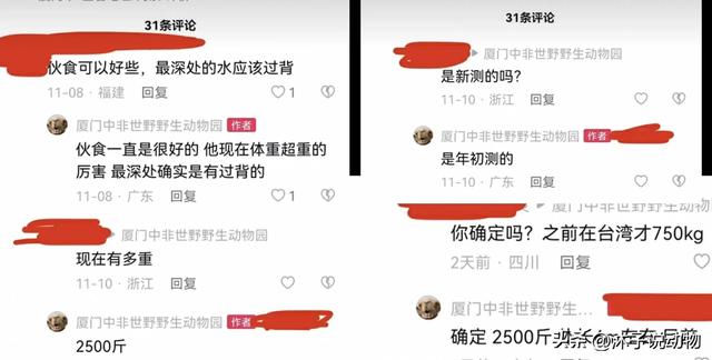 鳄鱼王“小河”，世界最大人工养殖鳄鱼，现在生活状况如何？