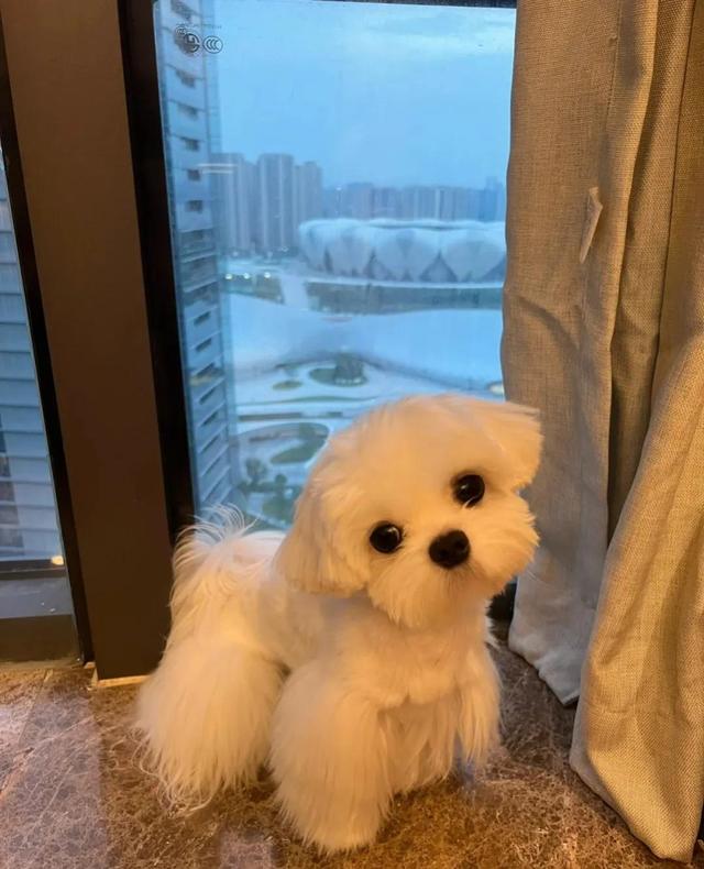 新手适合养哪些小型犬？