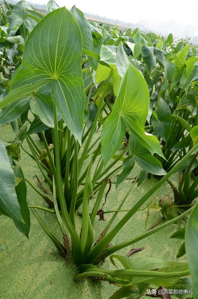 慈姑—泥鳅高效立体种养技术：一边种慈姑一边养泥鳅，生态种养，产值更高