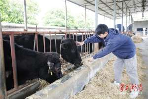 最好的肉牛养殖场(珠晖区光辉村：喂养“生态牛” ，拉动“幸福车”)