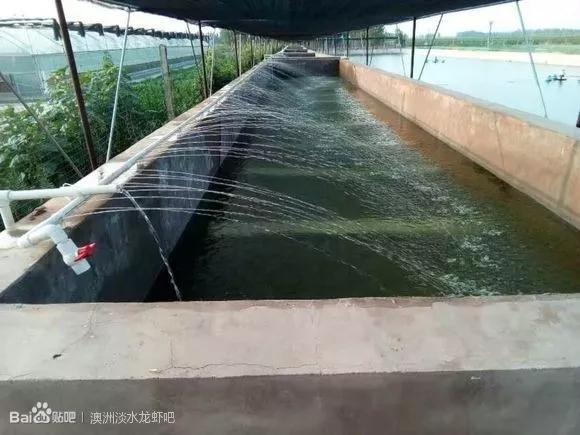 一线经验谈养殖澳洲淡水龙虾