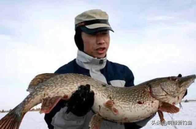 鱼中“疯狗”，狠起来自己老公孩子都吃，海陆空都是它的食物来源