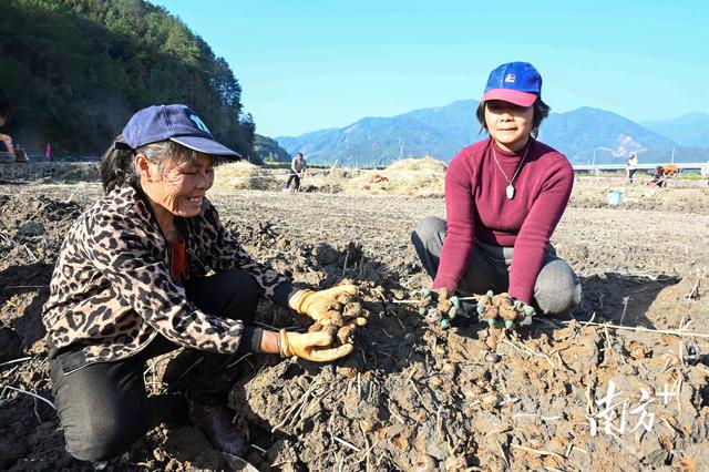 “龙马”精神迎丰收！连州丰阳举办乡村振兴特色产业采收节