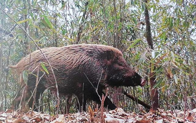 若不再是“三有”野生动物 野猪还受法律保护吗？