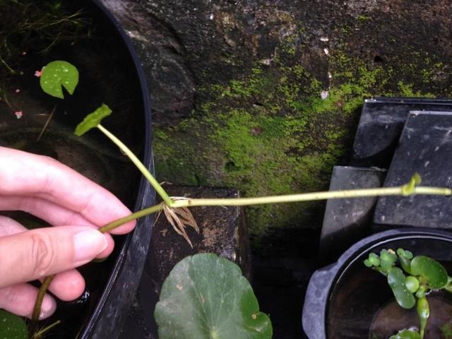 便宜好养的铜钱草，水培、土培或半水拌土都能养好