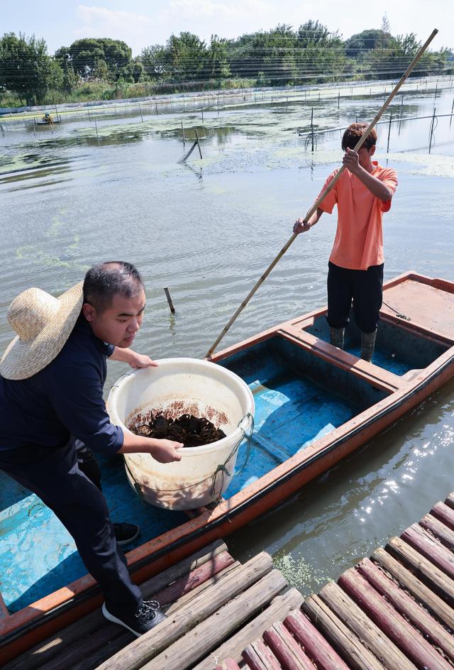 【震撼！太湖蟹养殖现场直击】