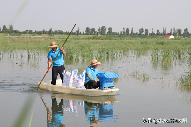 小龙虾虾苗为什么会红壳？有什么办法让小龙虾虾苗变回青壳虾苗？