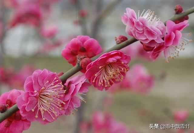 梅花不好养？记住这5个方法，你也能够轻松养殖好梅花！