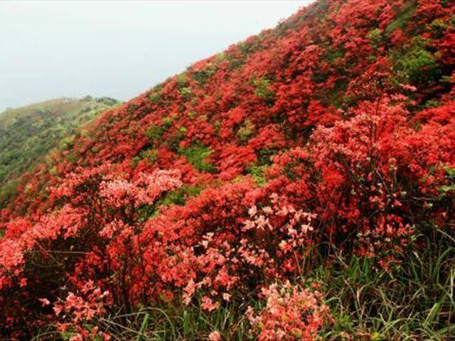 杜鹃花怎样扦插：学会这3种方法让扦插的杜鹃花快速生根！