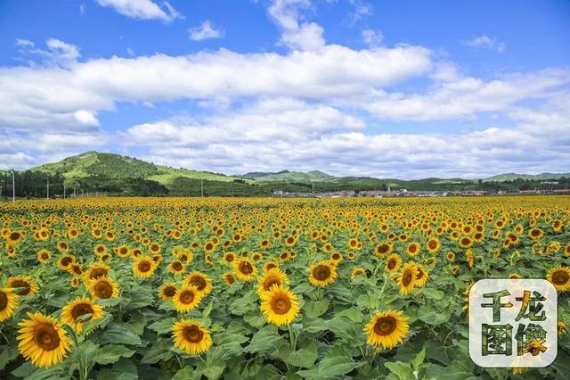 困扰20多年的臭鱼池变身111国道景观花田！快去打卡~