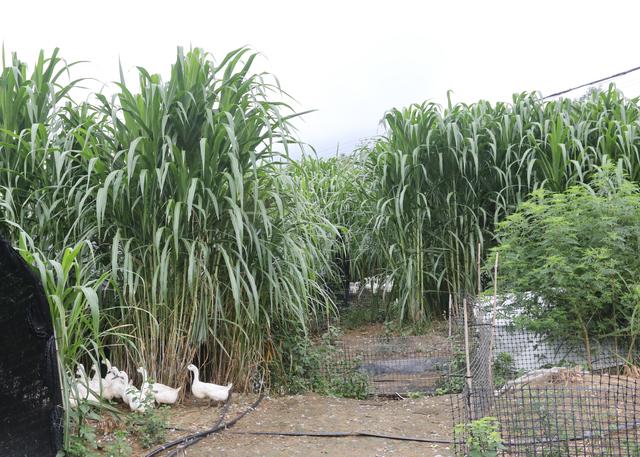 连城：种下“幸福草” 生态又富民