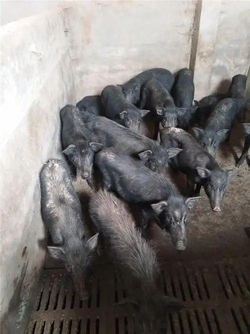 清远大塘山农场藏香猪养殖基地